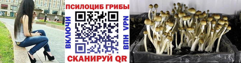 Галлюциногенные грибы Psilocybine cubensis Курлово